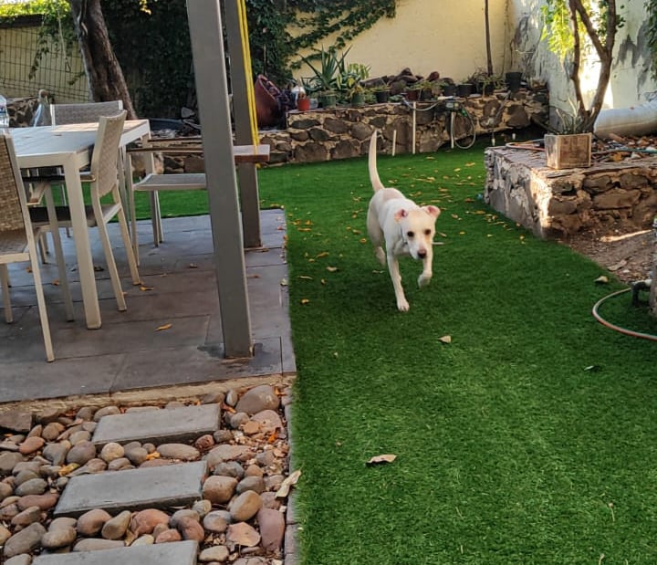 perro caminando en hospedaje