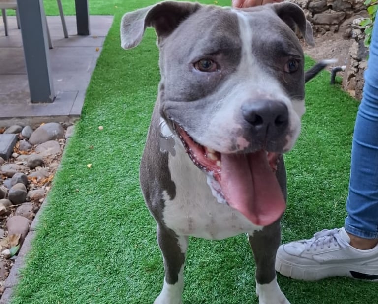 pitbull feliz en guardería canina