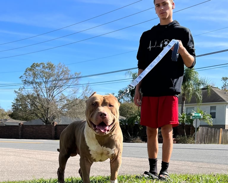 TKK AMENADIEL XL AMERICAN BULLY
