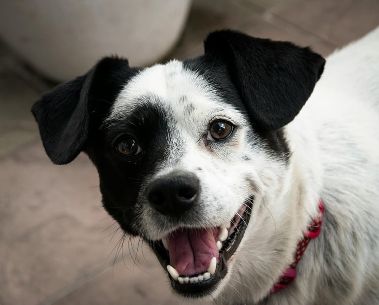 Pet waste removal