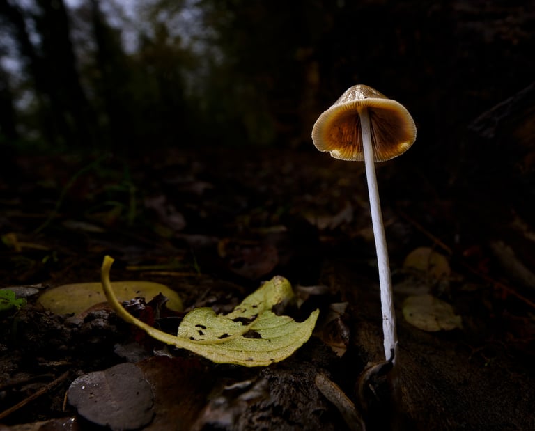 Un champignon sauvage pousse sur le sol sombre d'une forêt, près d'une feuille d'automne