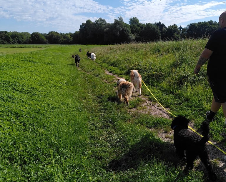 promenade avec d'autres copains