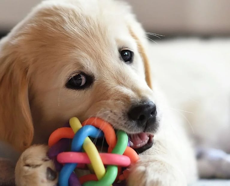 préparer l'arrivé d'un chiot avec un éducateur canin à Bayonne, anglet ou Biarritz
