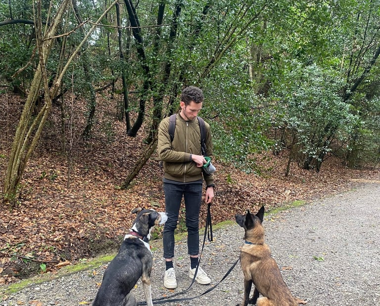 entrainement éducateur canin pendant une session d'éducation avec son chien à Bayonne, anglet 