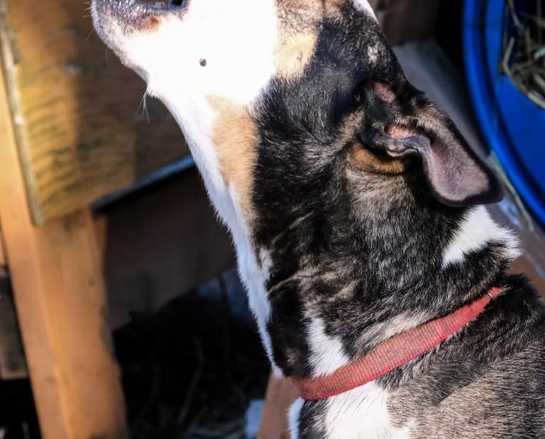 éducateur canin chien