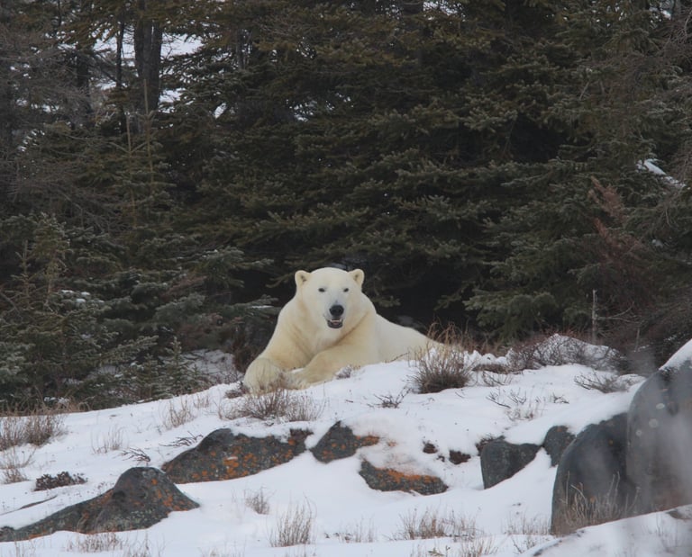 A large white polar bear resting on a snowy hill with a background of dense evergreen trees.