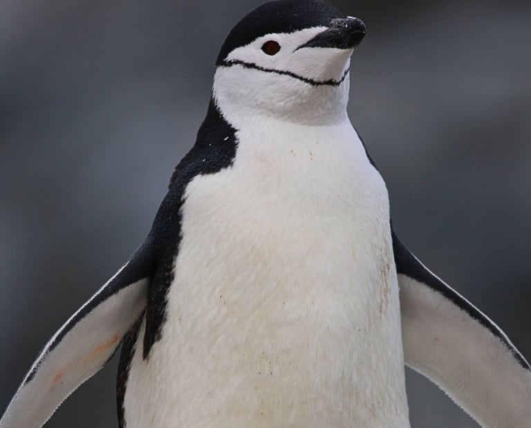 A close-up portrait of a chinstrap penguin standing with wings outstretched against a blurred background.