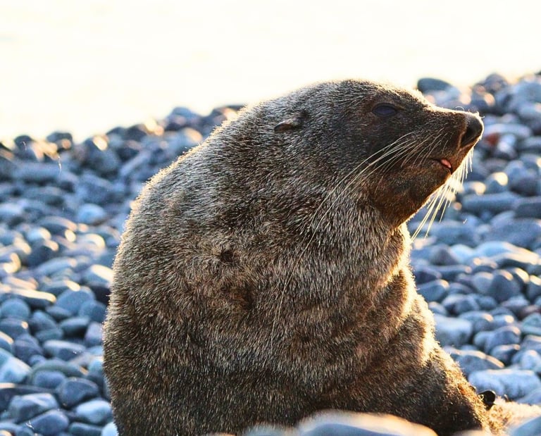 A brown fur seal rests on a grey pebble beach during sunset with golden sunlight hitting its fur.