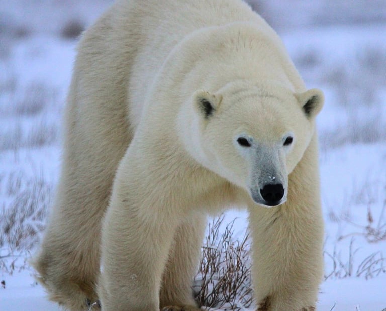 A large white polar bear walking through a snowy Arctic tundra landscape.