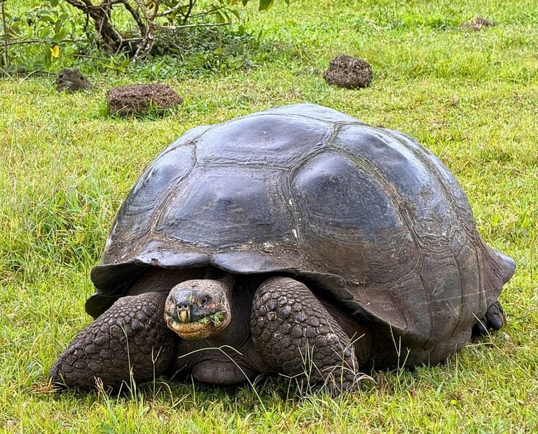 A giant Galapagos tortoise with a dark shell resting in a lush green grass field.