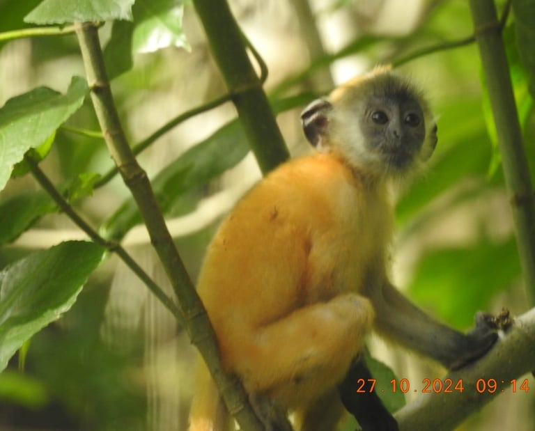 Conservation 