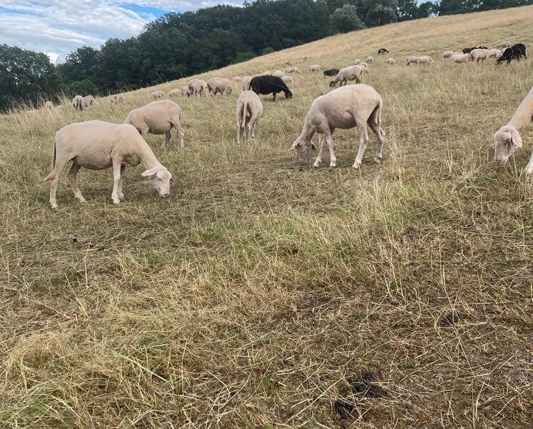Die Merino Landschafe sind auf der Weide am Österberg