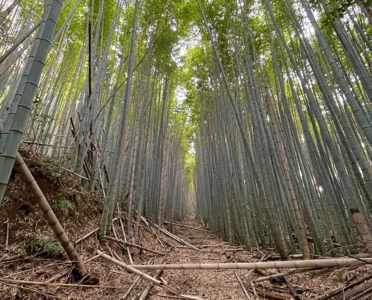 bamboo whisk project