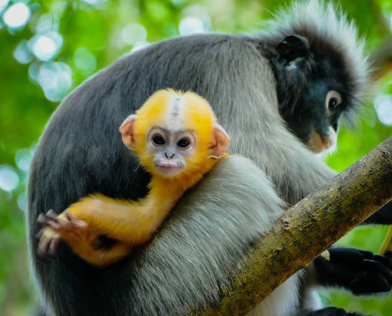 Singe Langur, singe à lunette, Chumphon
