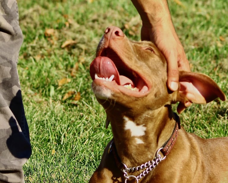 Pit bull relaxing on grass while a handler gently pets during boarding at Dynamic K9 in Tampa, FL.