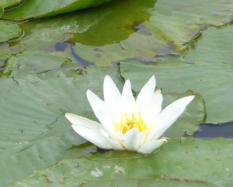 Nymphéa