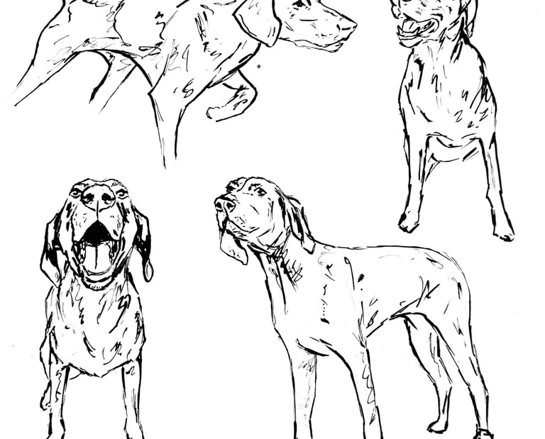 Black and white ink sketches of a pointer dog in various active poses and expressions.
