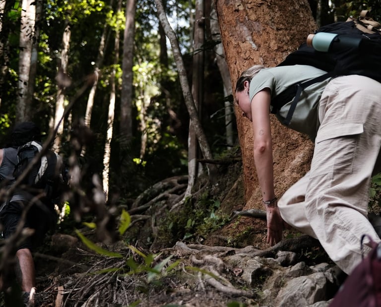 1 day orangutan jungle trek in bukit lawang