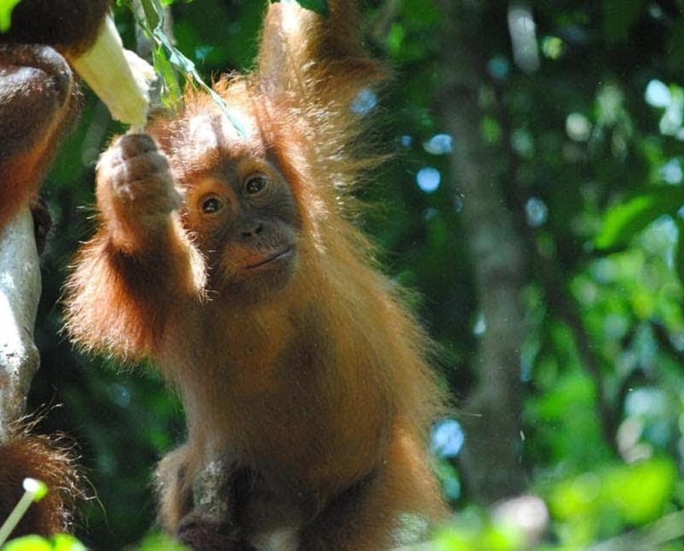 Bukit Lawang