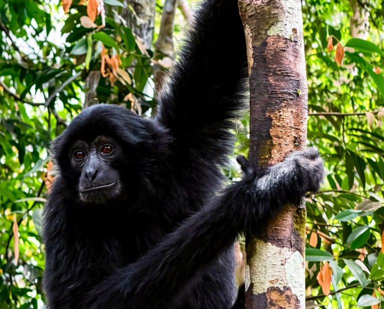 Bukit Lawang Trekking