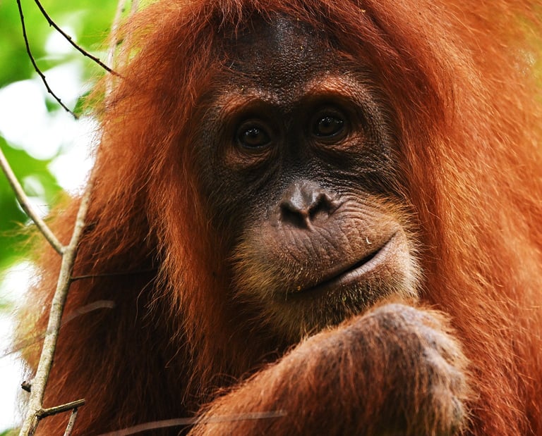 About Us Sumatra Orangutans