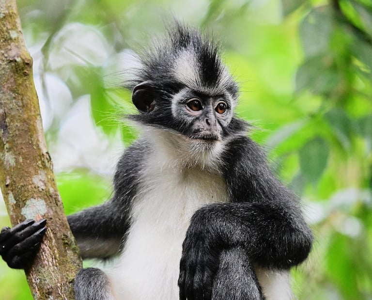 Bukit Lawang Trekking