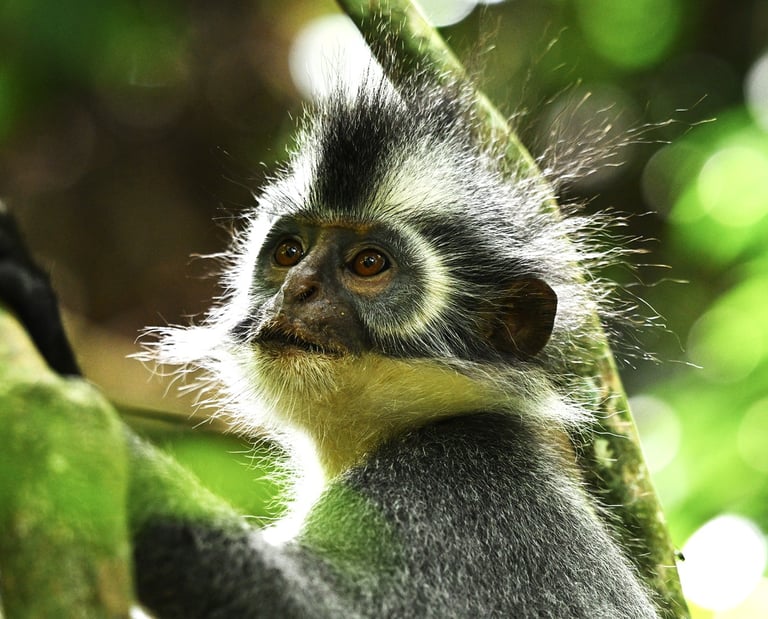 3 day jungle trek in bukit lawang