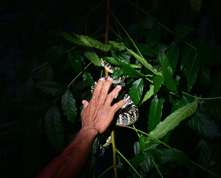 Bukit Lawang Trekking