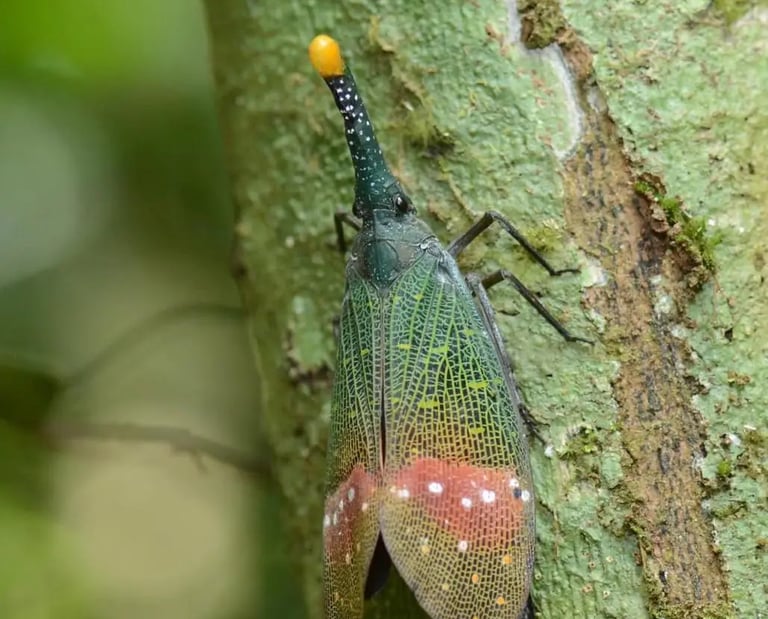 A colorful lanternfly with patterned wings and a long snout rests on a green tree trunk.