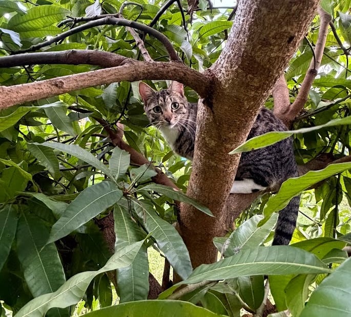 A tabby cat peeking through the green leaves of a mango tree while at Luro Grove, Miami.