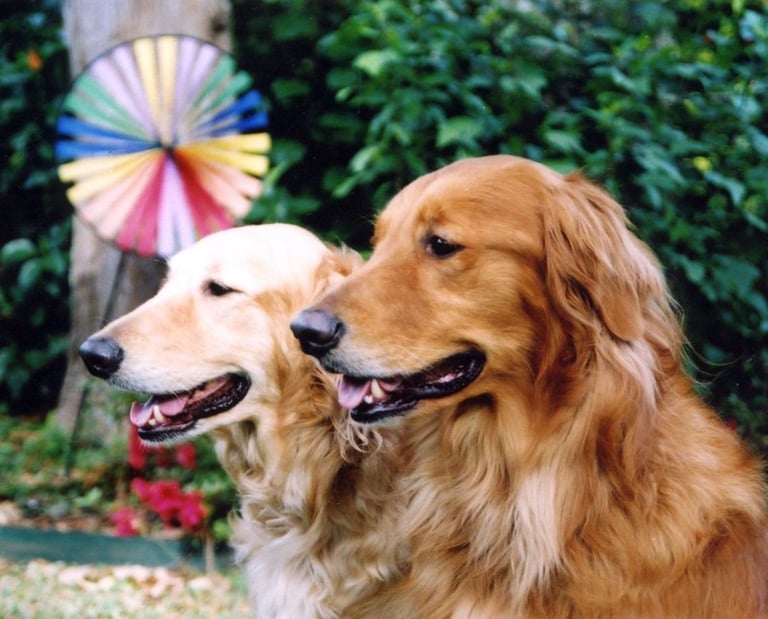 2 dogs holding sit stay off-leash smiling for the camera