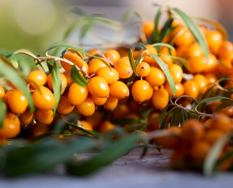 Sanddornbeeren