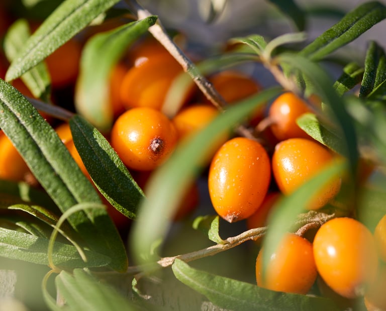 Sanddornbeeren