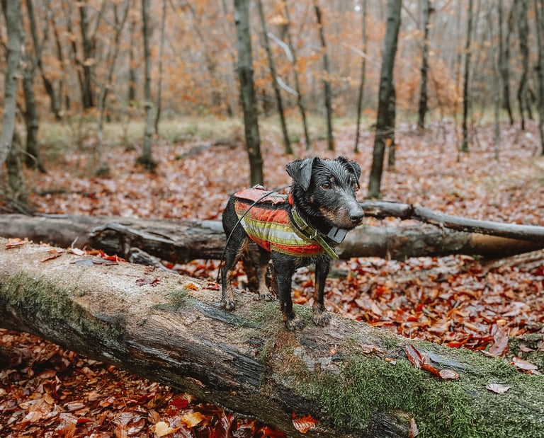 Stöberhund bei Drückjagd