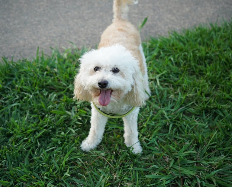 Natural light pet photography Lifestyle dog photography outdoors Candid animal portrait photography 