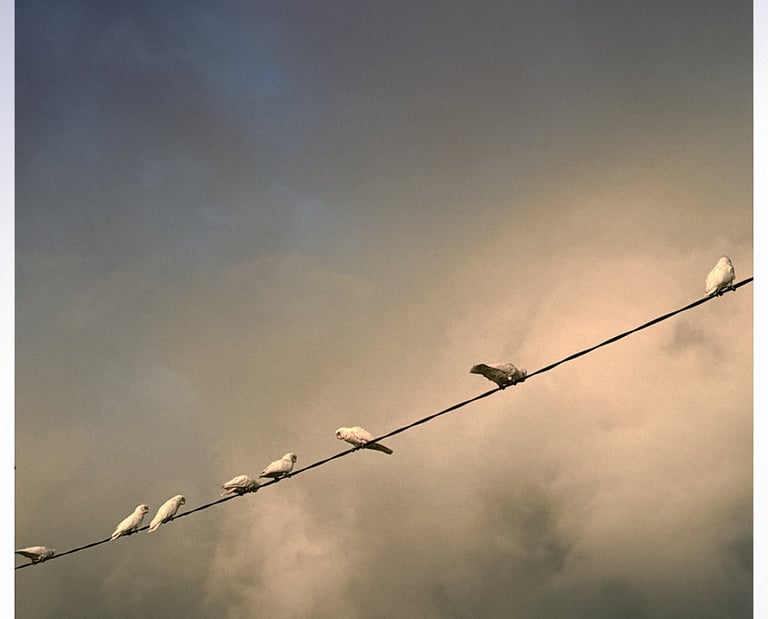 Natural light pet photography Lifestyle dog photography outdoors Candid animal portrait photography 