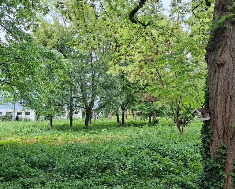 Foto von einer grünen Wiese und einem Baum mit Vogelhäuschen am Stamm.