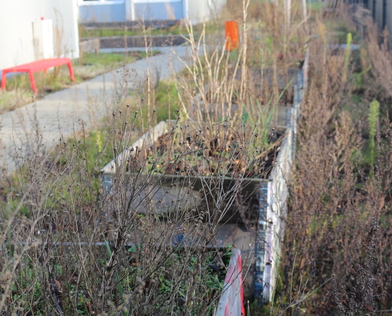 Foto der leeren Schulcontainer mit Wildpflanzen davor.