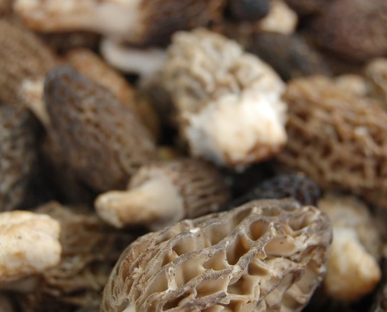 Kuzugöbeği Mantarı