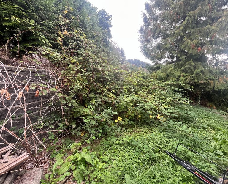 Blackberry bushes overtaking a back yard retaining wall