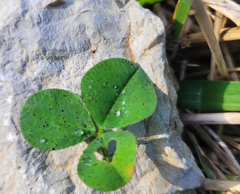 a fragile plant growing on a rock with a heart shaped form in the leaf