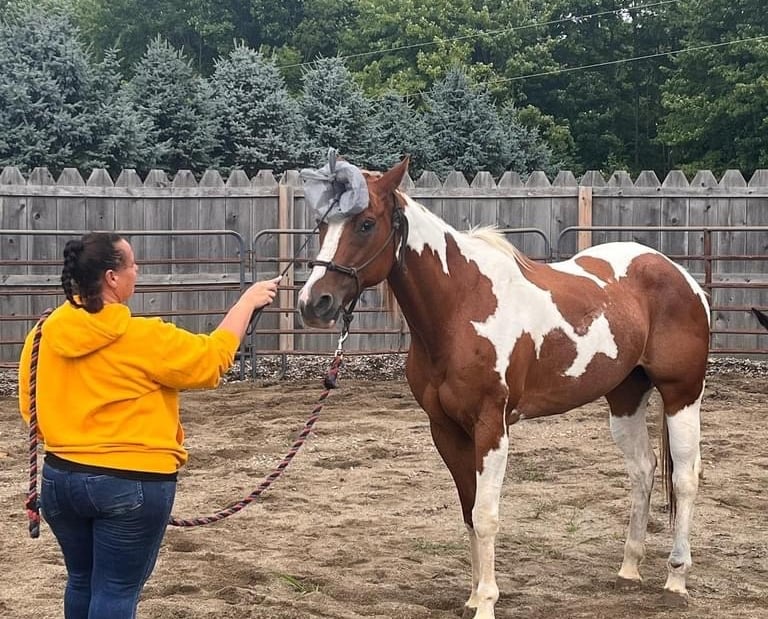 A brown and white paint horse being trained by a woman in a yellow hoodie in a dirt paddock.