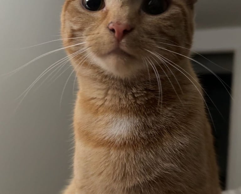 Orange Cat Looking into Camera 