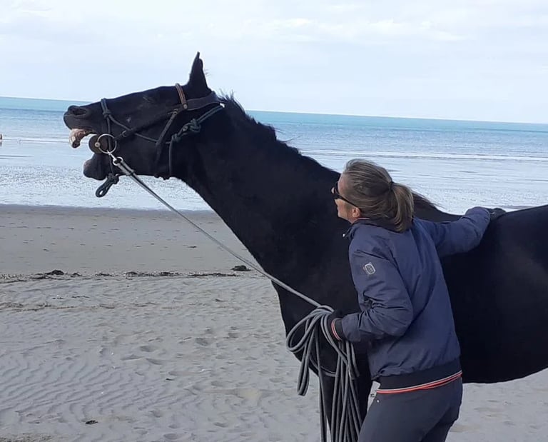 Cheval qui rit sur la plage avec la mer en fond