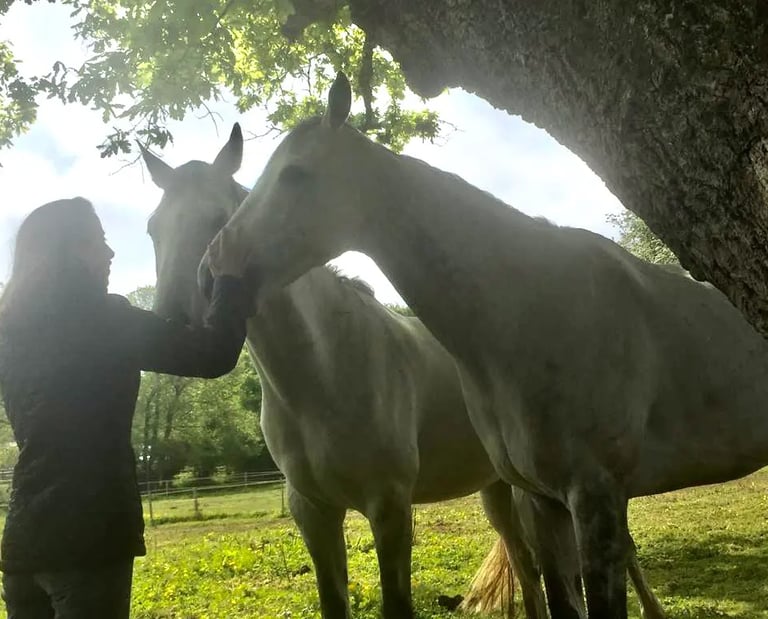 Deux chevaux blancs caressés par une femme sous un arbre