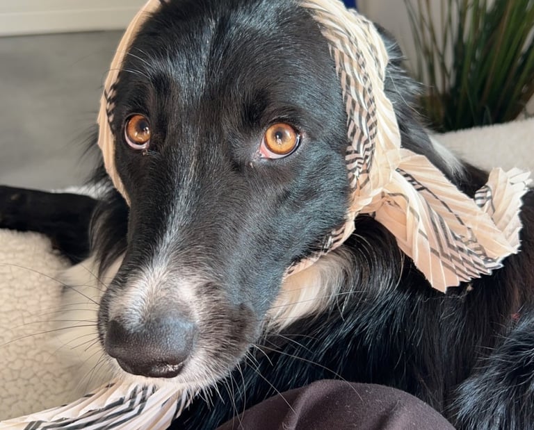sila toutouka border collie