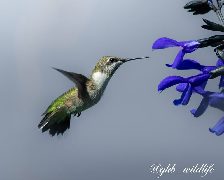 Ruby-throated hummingbird (Archilochus colubris) at the Botanical Garden in Chicago, Illinois