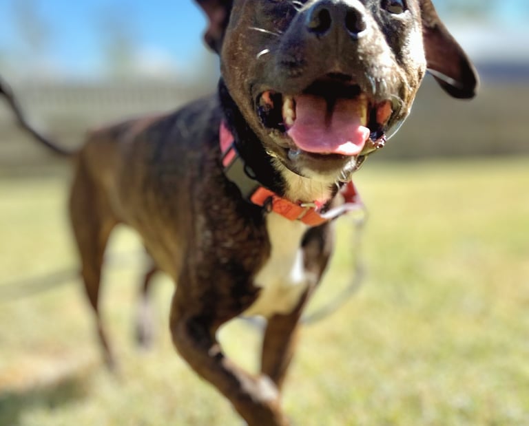 off leash dog training