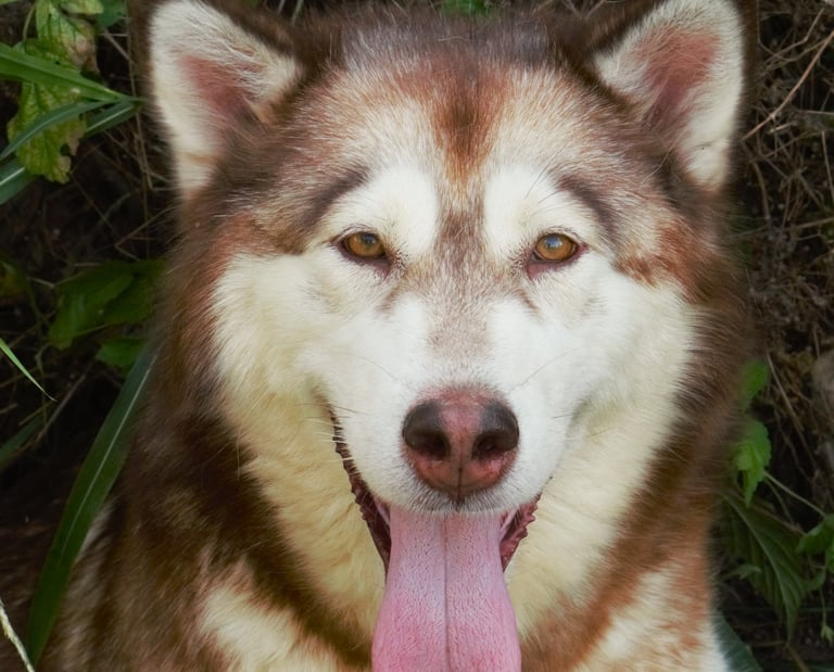 alaskan malamute rosso scuro, dark red
