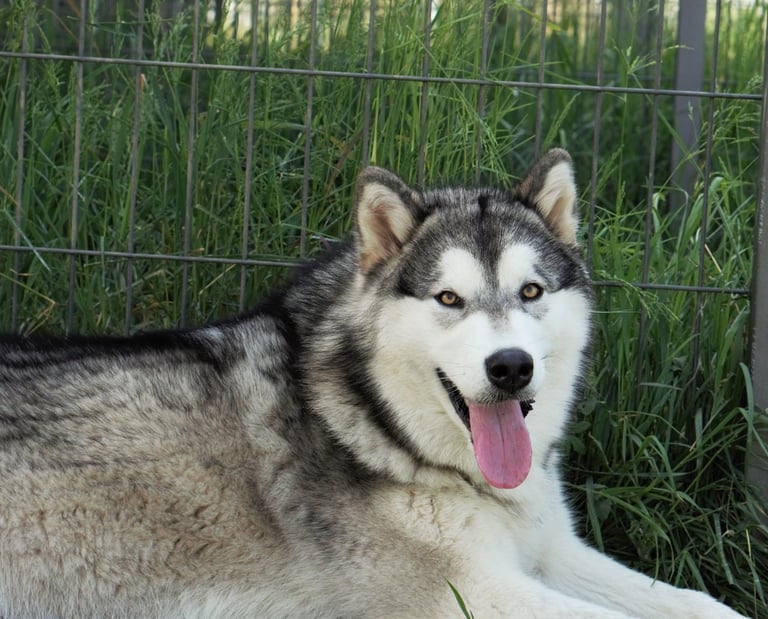 alaskan malamute grigio lupo bianco, wolf grey
